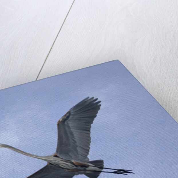 Great Blue Heron in Flight by Anonymous