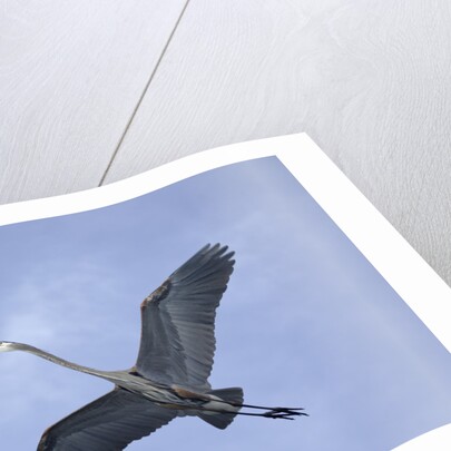 Great Blue Heron in Flight by Anonymous