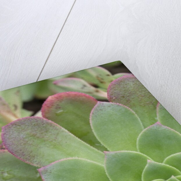 Aeonium Decorum 'Variegatum' by Anonymous