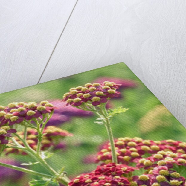 Achillea 'The Beacon' by Anonymous