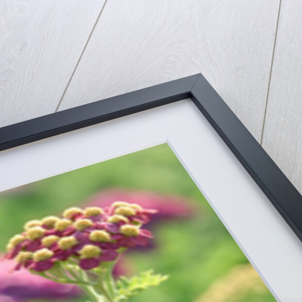 Achillea 'The Beacon' by Anonymous