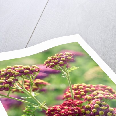 Achillea 'The Beacon' by Anonymous