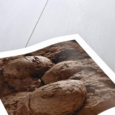 Dinosaur Eggs by Anonymous