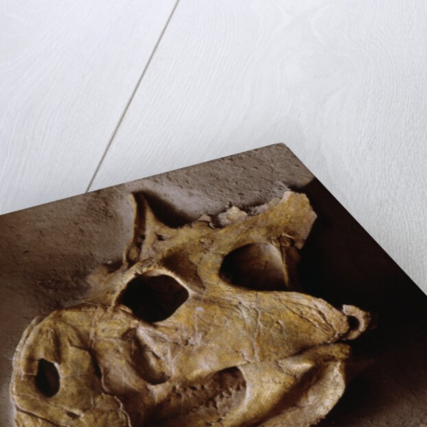 Protoceratops Skull by Anonymous