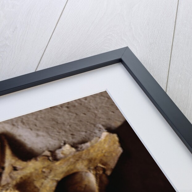 Protoceratops Skull by Anonymous