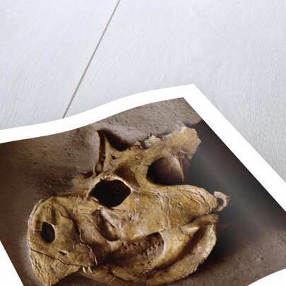 Protoceratops Skull by Anonymous