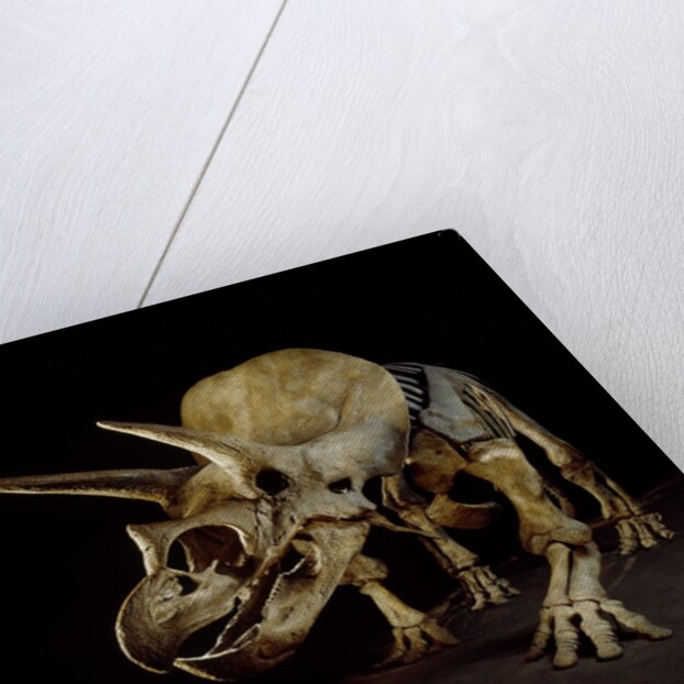 Triceratops Skeleton by Anonymous