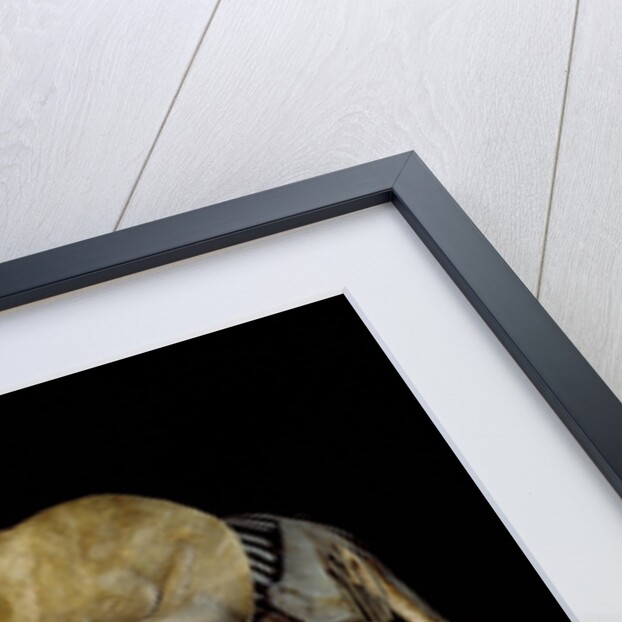 Triceratops Skeleton by Anonymous
