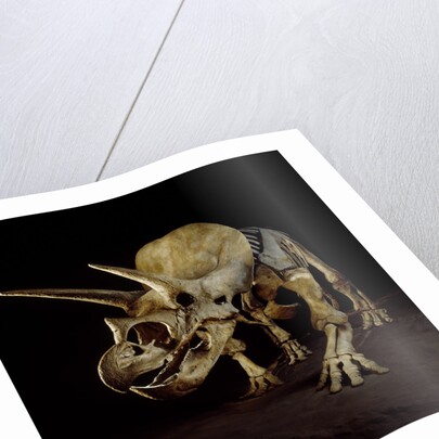 Triceratops Skeleton by Anonymous