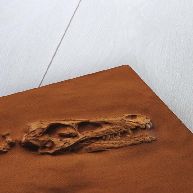 Velociraptor Skull and Neck in Sand by Anonymous