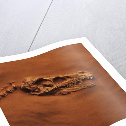 Velociraptor Skull and Neck in Sand by Anonymous