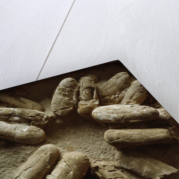 Clutch of Dinosaur Eggs by Anonymous