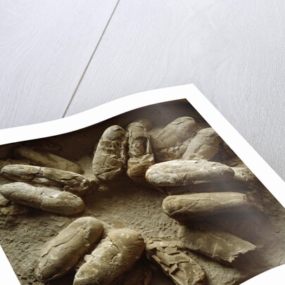 Clutch of Dinosaur Eggs by Anonymous