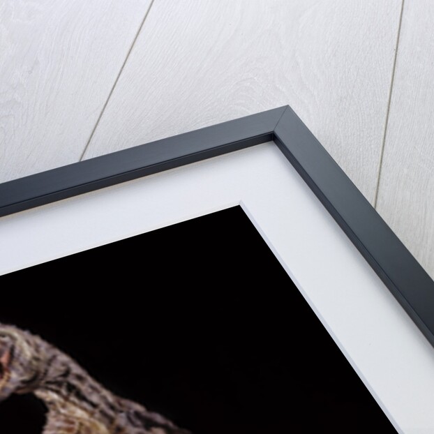 Sculpture of Carnotaurus by Anonymous