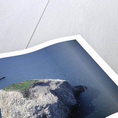 Bass Rock by Anonymous
