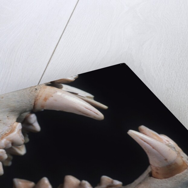 Teeth and Skull of Lion by Anonymous