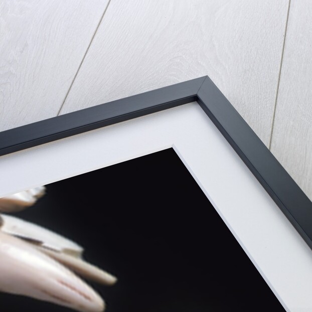 Teeth and Skull of Lion by Anonymous