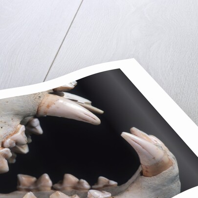 Teeth and Skull of Lion by Anonymous