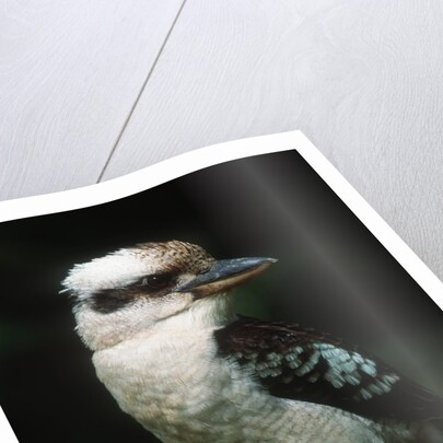 Laughing Kookaburra Perched on Log by Corbis