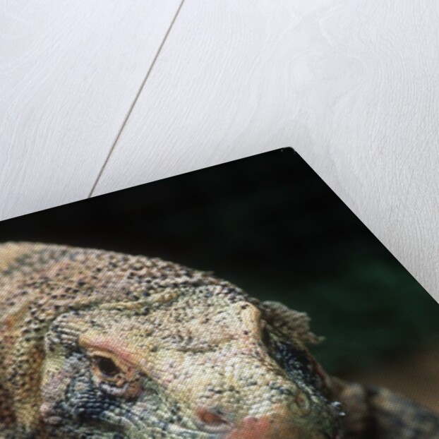 Komodo Dragon in Indonesia by Anonymous