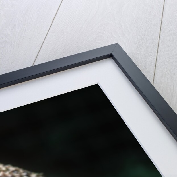 Komodo Dragon in Indonesia by Anonymous