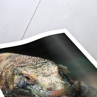 Komodo Dragon in Indonesia by Anonymous