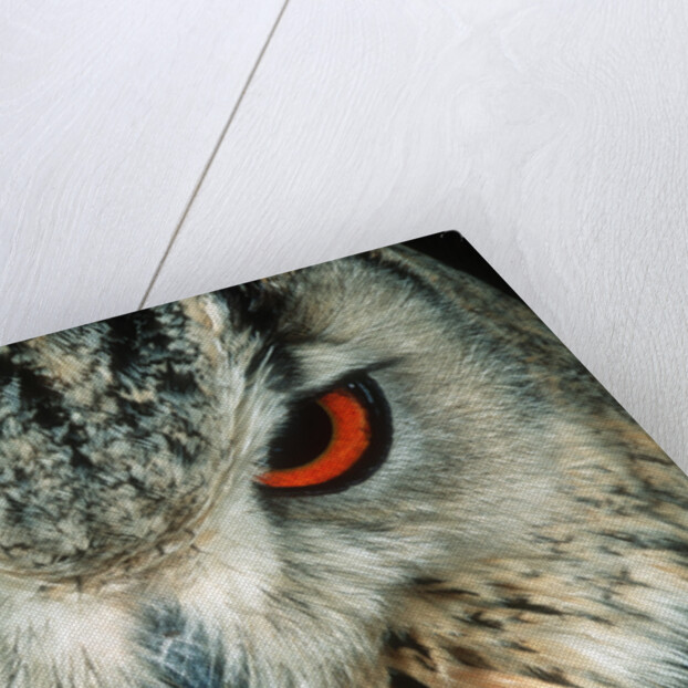 Bengal Eagle-Owl in India by Anonymous