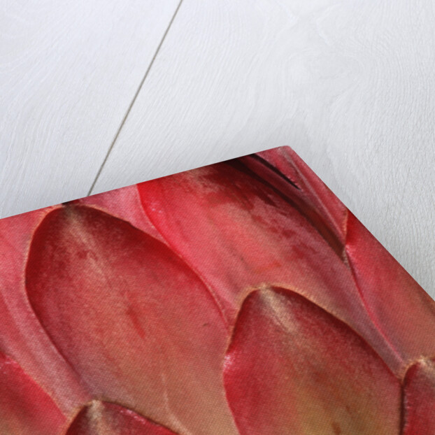Protea Flower Petals by Anonymous