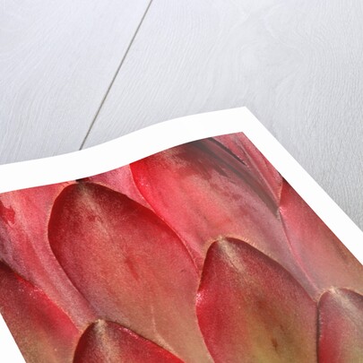 Protea Flower Petals by Anonymous