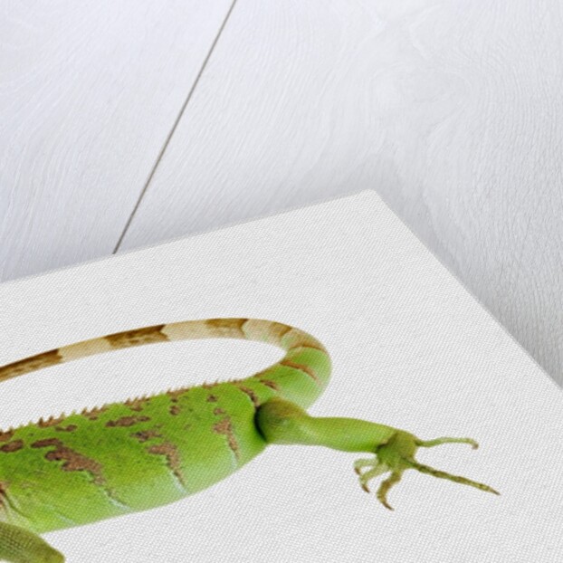Green Iguana by Anonymous