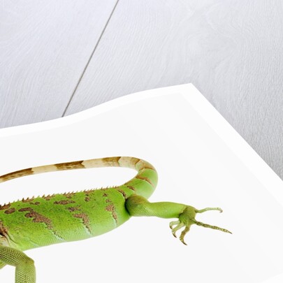 Green Iguana by Anonymous