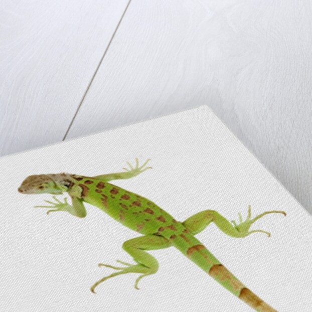 Green Iguana by Anonymous