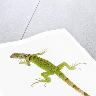 Green Iguana by Anonymous