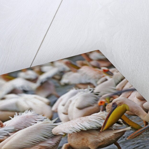 White Pelicans in Fishing Formation by Anonymous