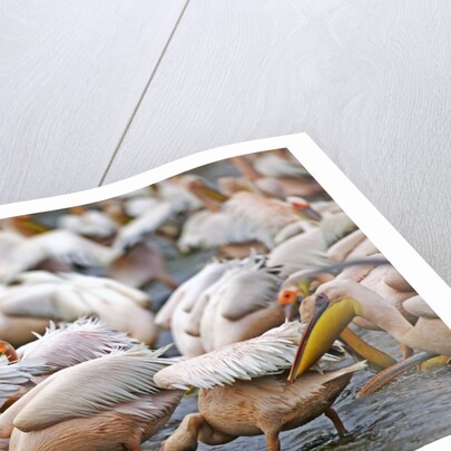 White Pelicans in Fishing Formation by Anonymous