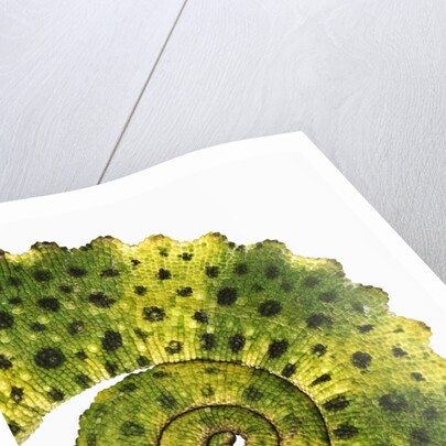 Tail of Meller's Chameleon by Anonymous