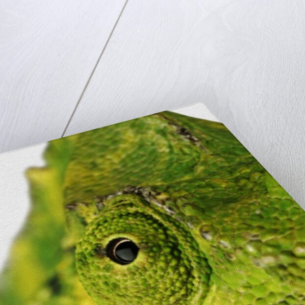 Eyes of a Meller's Chameleon by Anonymous