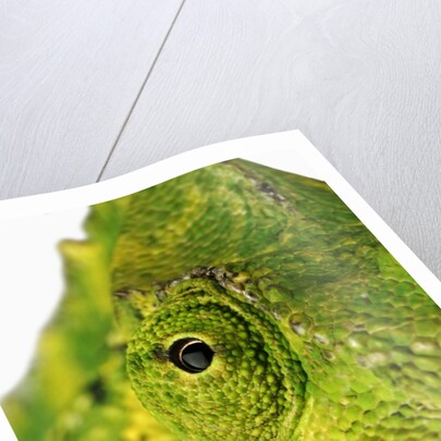 Eyes of a Meller's Chameleon by Anonymous