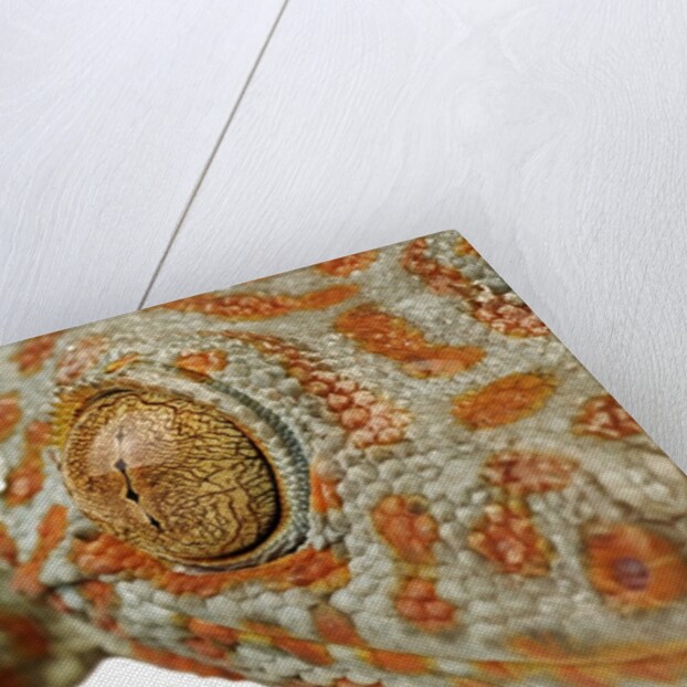 Eye of a Tokay Gecko by Anonymous