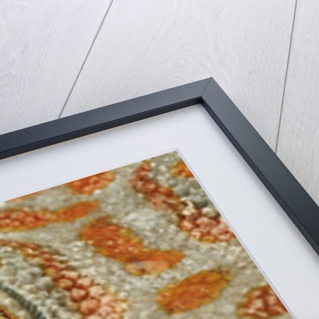 Eye of a Tokay Gecko by Anonymous