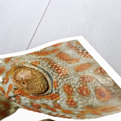 Eye of a Tokay Gecko by Anonymous