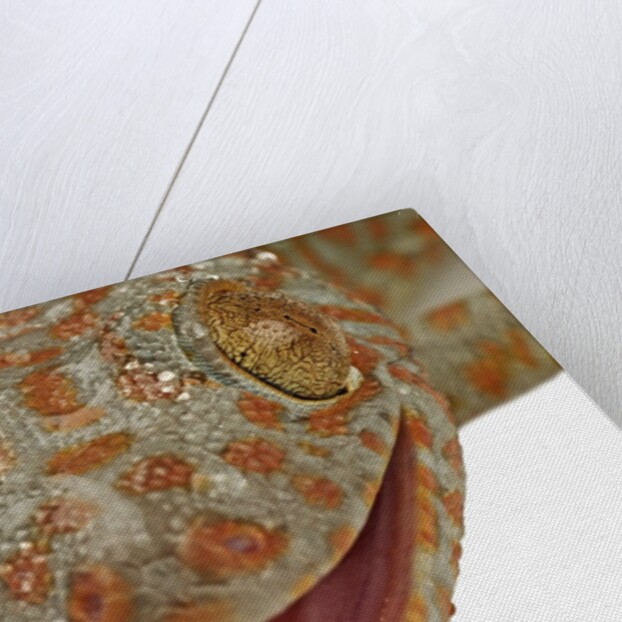 Gecko Licking Eye by Anonymous