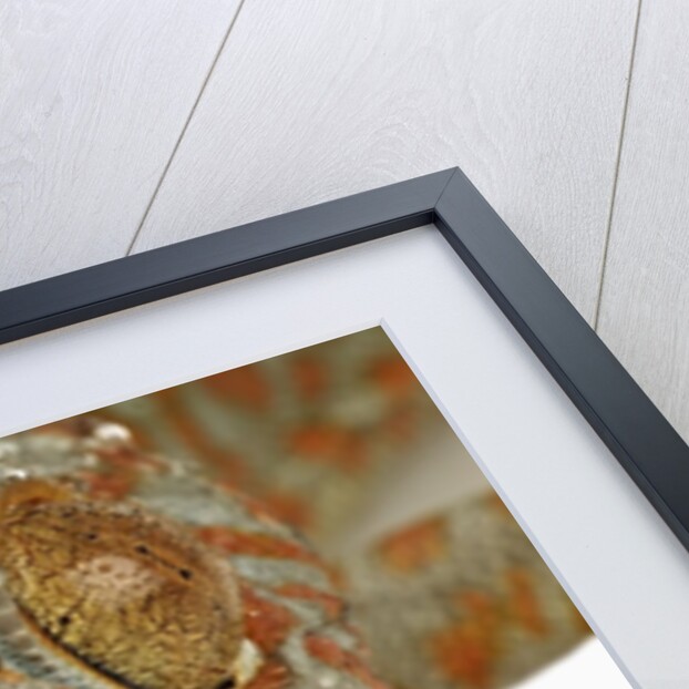 Gecko Licking Eye by Anonymous