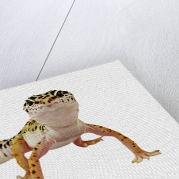 Leopard Gecko by Anonymous