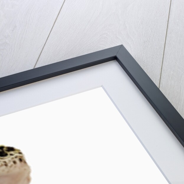 Leopard Gecko by Anonymous