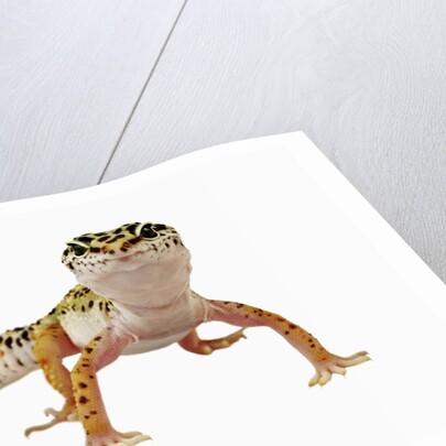 Leopard Gecko by Anonymous