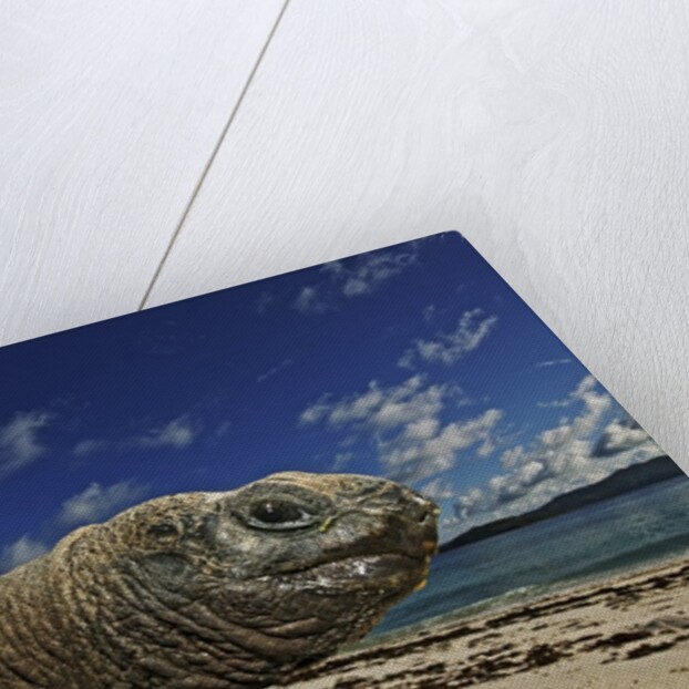 Giant Tortoise on the Beach by Corbis