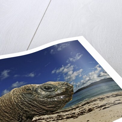 Giant Tortoise on the Beach by Corbis