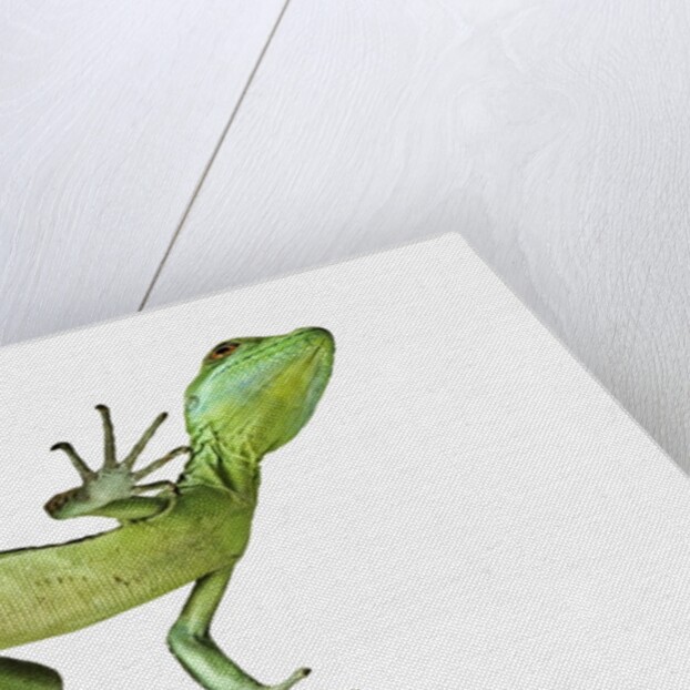 Double-Crested Basilisk by Anonymous