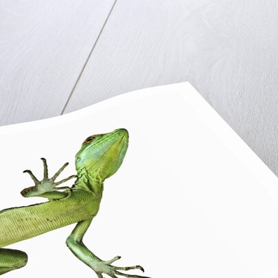 Double-Crested Basilisk by Anonymous